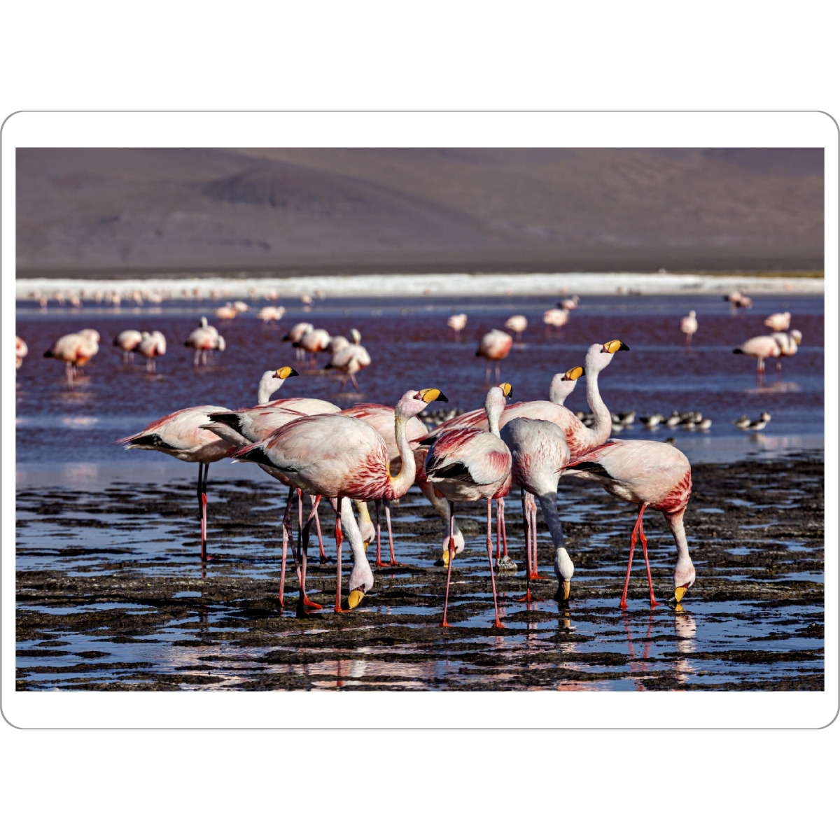 Tischset "Die Flamingos der Laguna" artboxONE - Natur,Reise,Tiere - Bolivien,Flamingo,Altiplano,Laguna colorada,Vogel,Salar de uyuni,Südamerika,Anden