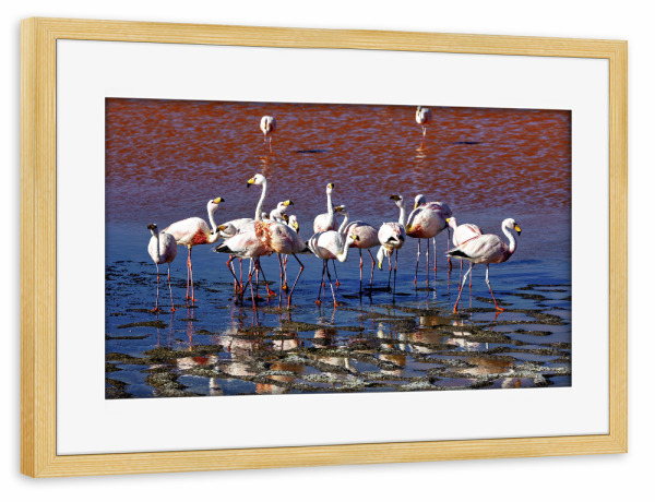 Poster mit Rahmen kiefer "Anden Flamingos" artboxONE - Natur,Reise,Tiere