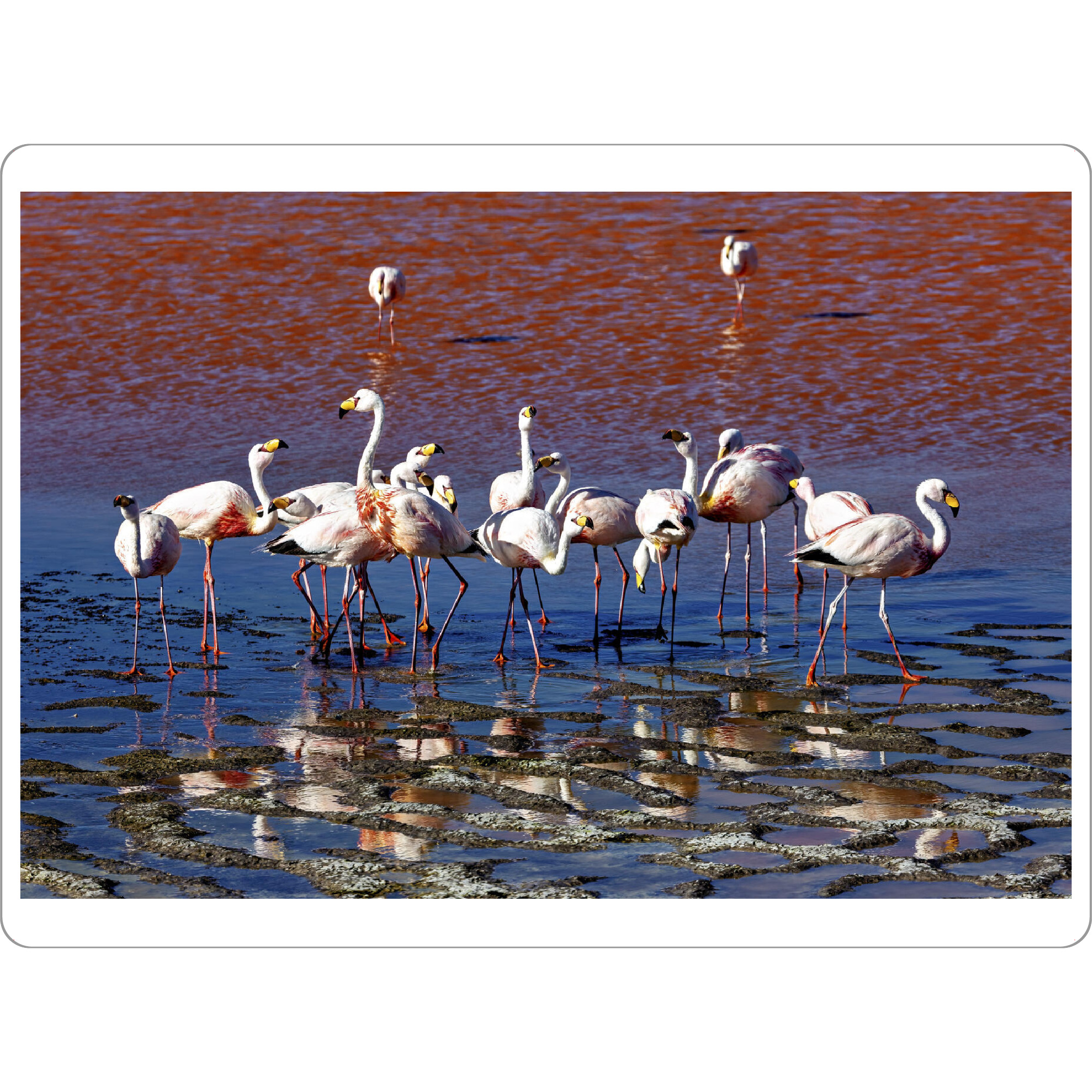 Tischset "Anden Flamingos" artboxONE - Natur,Reise,Tiere - Bolivien,Flamingo,Altiplano,Laguna colorada,Vogel,Salar de uyuni,Südamerika,Anden