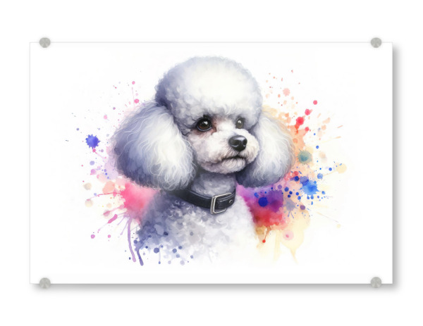 Acrylglasbild "Pudel in Aquarell b" artboxONE - Tiere,Abstrakt - Pudel,Hund,Aquarell,Kunst,Malerei,Haustier,Pinselstriche,Weich
