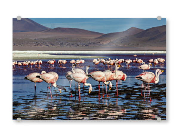Acrylglasbild "Flamingos in den Anden" artboxONE - Natur,Reise,Tiere