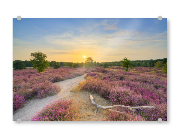 Acrylglasbild "Blühende Heide im Abendlicht" artboxONE - Natur,Reise