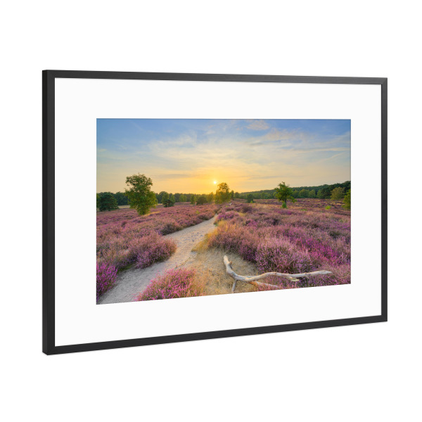 Poster mit Rahmen Schwarz (Metallic) "Blühende Heide im Abendlicht" artboxONE - Natur,Reise