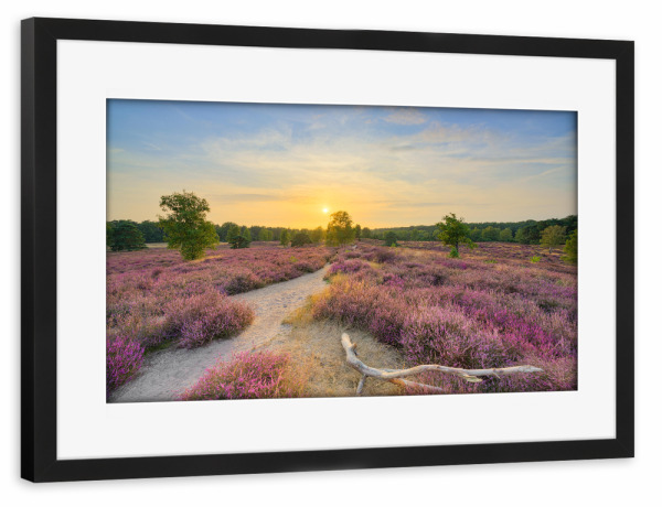 Poster mit Rahmen schwarz "Blühende Heide im Abendlicht" artboxONE - Natur,Reise