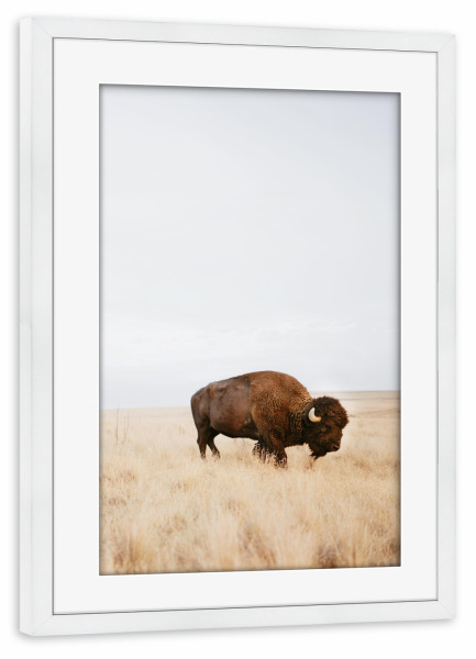 Poster mit Rahmen weiß "Rustikaler Bison" artboxONE - Natur,Reise,Tiere,Reise / Afrika