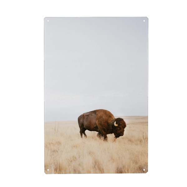 Metall Poster "Rustikaler Bison" artboxONE - Natur,Reise,Tiere,Reise / Afrika