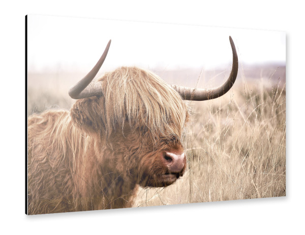 Alu-Dibond "Highland Whisper" 30x20 cm artboxONE