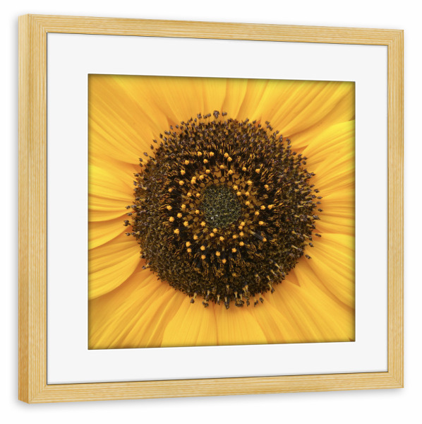 Poster mit Rahmen kiefer "Sunflower, Close-up" artboxONE - Floral