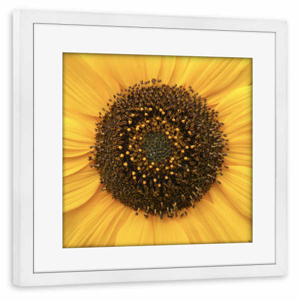 Poster mit Rahmen weiß "Sunflower, Close-up" artboxONE - Floral