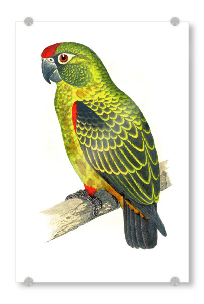 Acrylglasbild "Jardines Papagei" artboxONE - Natur,Tiere