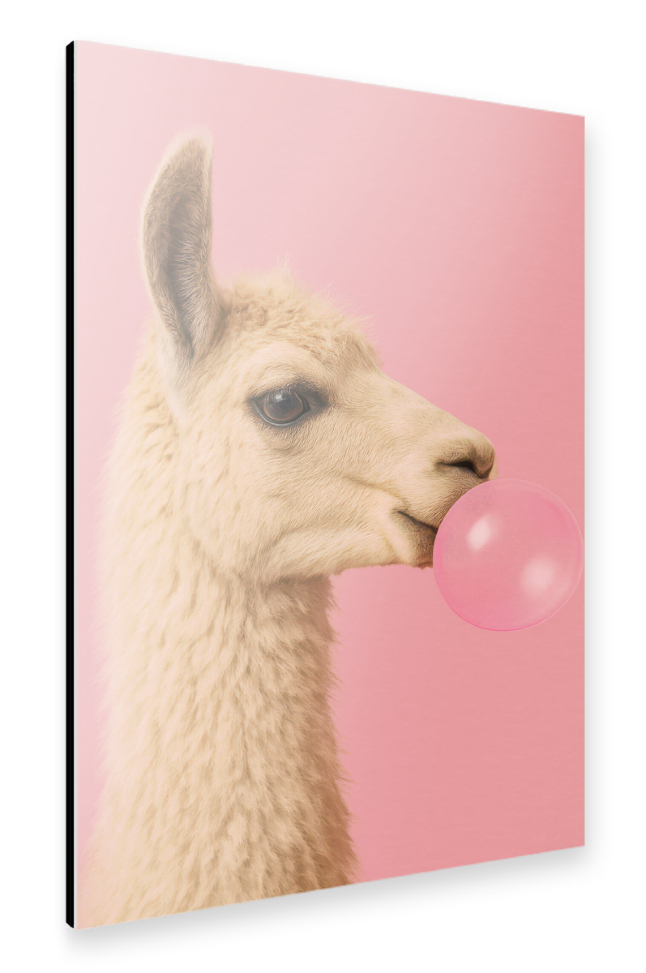 Alu-Dibond "Bubblegum Pop Lama" 75x50 cm artboxONE