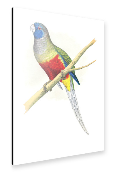Alu-Dibond "Blauer Haubensittich" 30x20 cm artboxONE