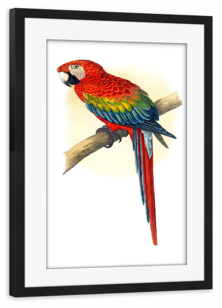 Poster mit Rahmen schwarz "Roter und blauer Ara" artboxONE - Natur,Tiere