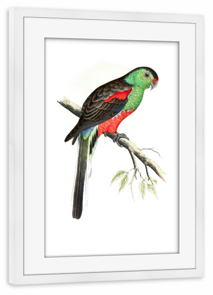 Poster mit Rahmen weiß "Paradiessittich" artboxONE - Natur,Tiere