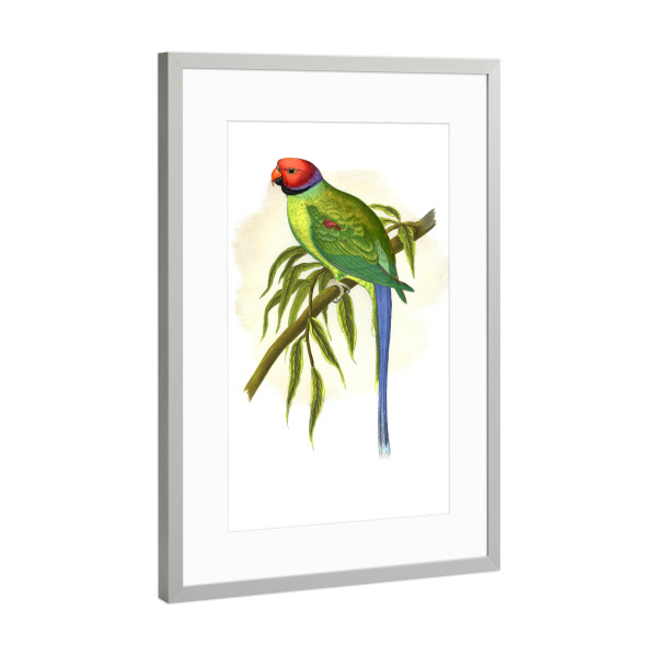 Poster mit Rahmen Silber "Blütenkopfsittich" artboxONE - Natur,Tiere,Für Mama