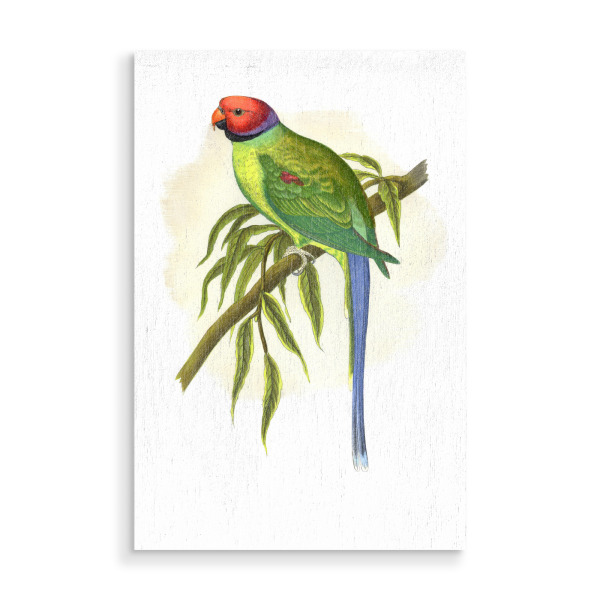 Holzbild "Blütenkopfsittich" artboxONE - Natur,Tiere,Für Mama