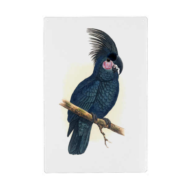 Metall Poster "Großer schwarzer Kakadu" artboxONE - Natur,Tiere