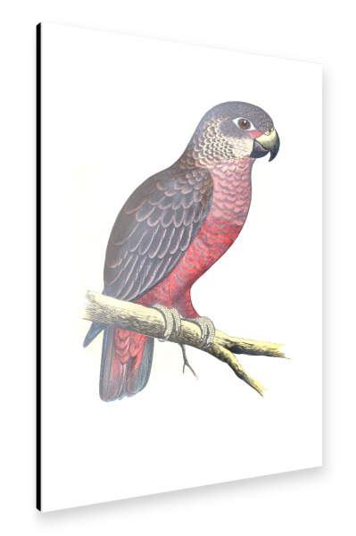 Alu-Dibond "Dunkler oder violetter Papagei" 75x50 cm artboxONE