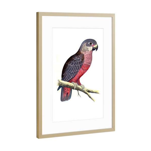 Poster mit Rahmen Gold "Dunkler oder violetter Papagei" artboxONE - Natur,Tiere