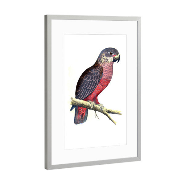 Poster mit Rahmen Silber "Dunkler oder violetter Papagei" artboxONE - Natur,Tiere