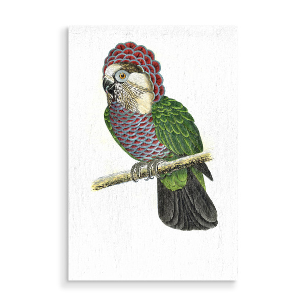 Holzbild "Falkenkopfpapagei" artboxONE - Natur,Tiere,Für Mama