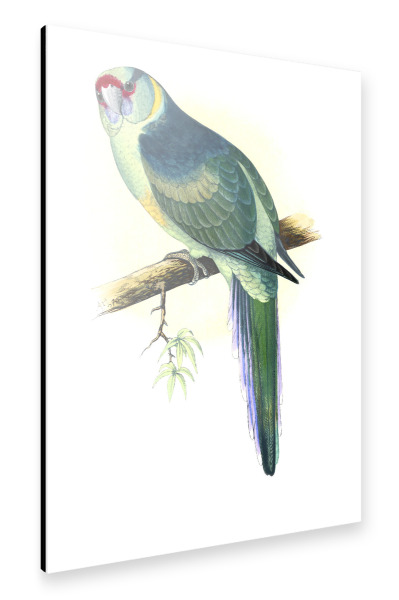 Alu-Dibond "Barnards Sittich" 75x50 cm artboxONE