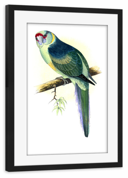 Poster mit Rahmen schwarz "Barnards Sittich" artboxONE - Natur,Tiere