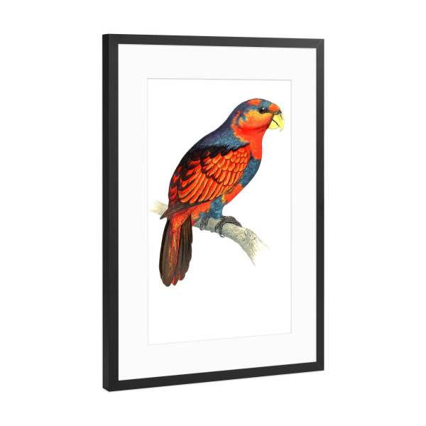 Poster mit Rahmen Schwarz (Metallic) "Blau gekrönt" artboxONE - Natur,Tiere,Für Mama