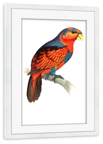 Poster mit Rahmen weiß "Blau gekrönt" artboxONE - Natur,Tiere,Für Mama