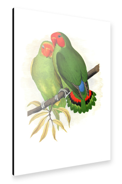 Alu-Dibond "Westafrikanischer Liebesvogel" 75x50 cm artboxONE