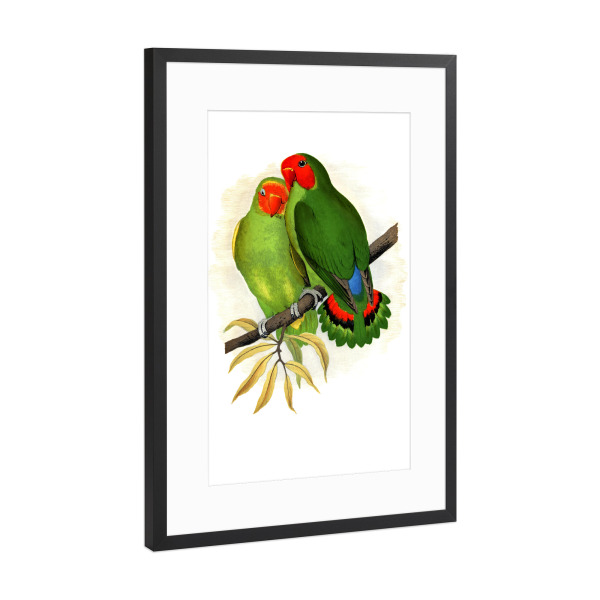 Poster mit Rahmen Schwarz (Metallic) "Westafrikanischer Liebesvogel" artboxONE - Natur,Tiere,Für Mama