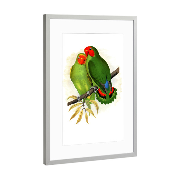 Poster mit Rahmen Silber "Westafrikanischer Liebesvogel" artboxONE - Natur,Tiere,Für Mama