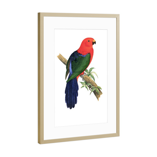 Poster mit Rahmen Gold "Königspapagei" artboxONE - Natur,Tiere,Für Mama