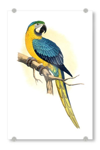 Acrylglasbild "Blauer und gelber Ara" artboxONE - Natur,Tiere,Für Mama