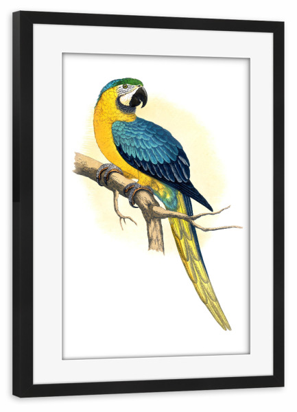 Poster mit Rahmen schwarz "Blauer und gelber Ara" artboxONE - Natur,Tiere,Für Mama