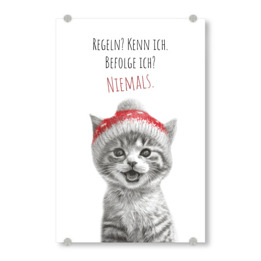 Coole Katze - Frechdachs