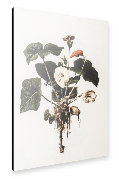 Alu-Dibond "Wurzeln des Lebens" 30x20 cm artboxONE