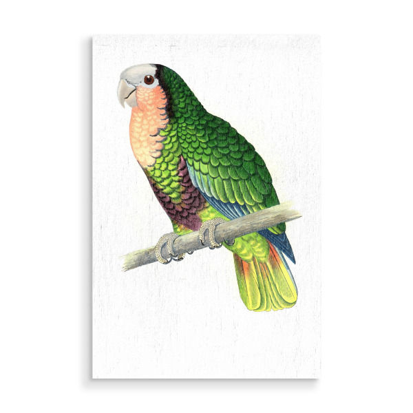 Holzbild "Rotkehlige Weißstirnamazone" artboxONE - Natur,Tiere,Für Mama