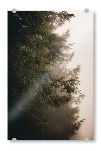 Acrylglasbild "Wald im mystischen Nebel" artboxONE - Natur,Reise