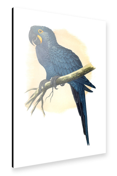 Alu-Dibond "Hyazinthara" 75x50 cm artboxONE