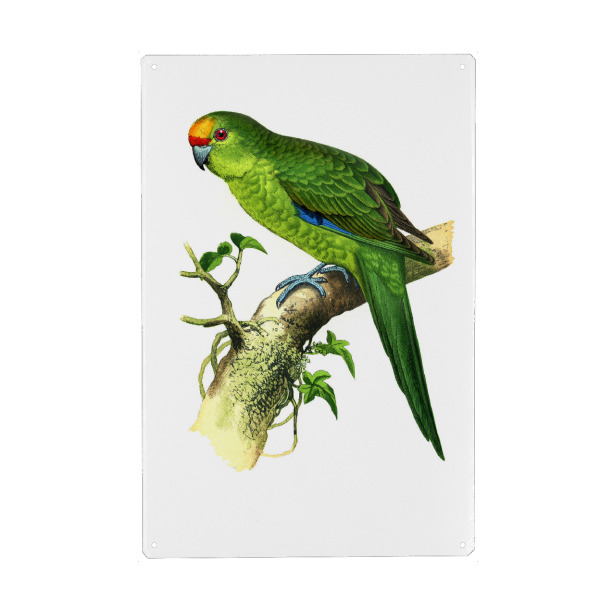 Holzbild "Goldkronensittich" artboxONE - Natur,Tiere