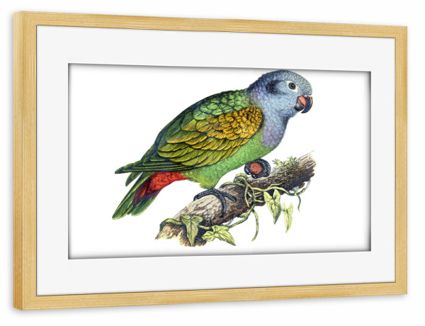 Poster mit Rahmen kiefer "Rotflügelpapagei" artboxONE - Natur,Tiere