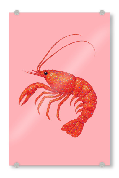 Acrylglasbild "Disco-Glitzergarnelen" artboxONE - Tiere,Reise / Strand und Meer