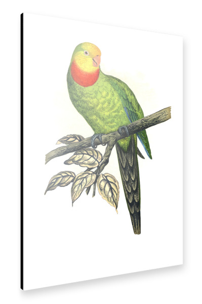 Alu-Dibond "Barraband-Sittich" 30x20 cm artboxONE