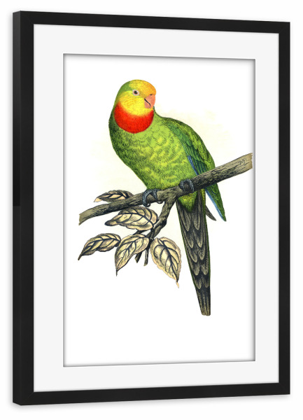 Poster mit Rahmen schwarz "Barraband-Sittich" artboxONE - Natur,Tiere