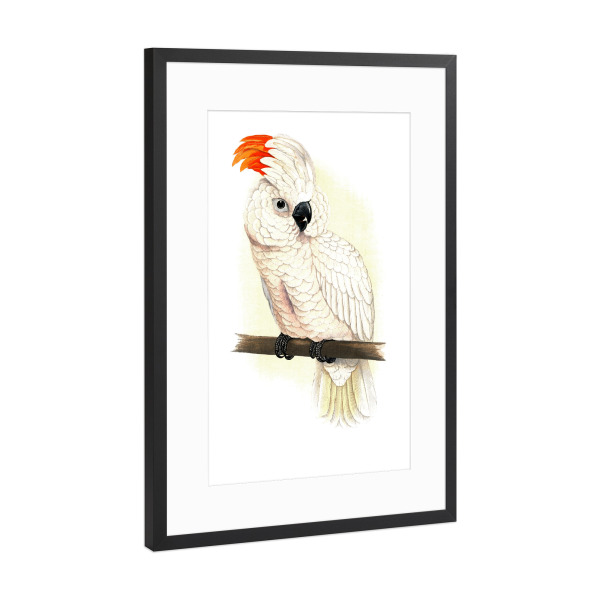 Poster mit Rahmen Schwarz (Metallic) "Großer Lachskakadu" artboxONE - Natur,Tiere