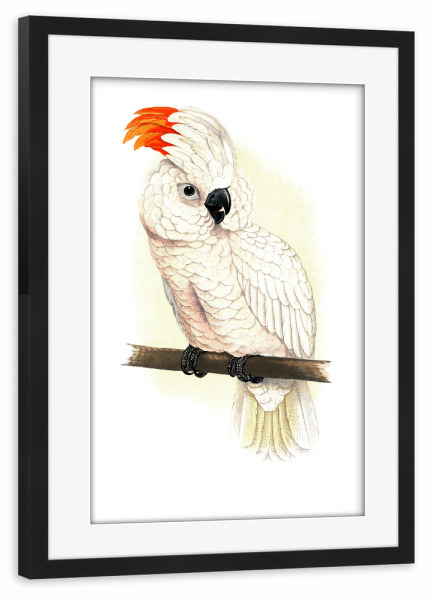 Poster mit Rahmen schwarz "Großer Lachskakadu" artboxONE - Natur,Tiere