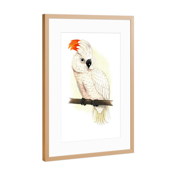 Poster mit Rahmen Kupfer "Großer Lachskakadu" artboxONE - Natur,Tiere