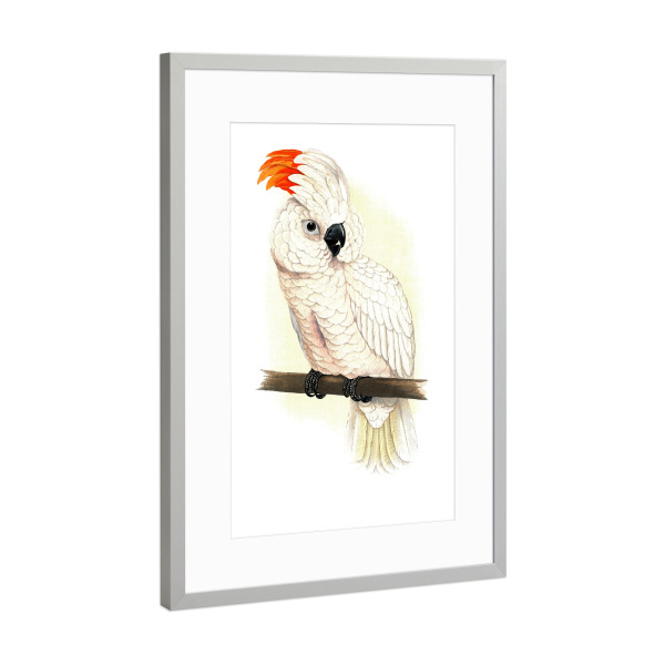 Poster mit Rahmen Silber "Großer Lachskakadu" artboxONE - Natur,Tiere