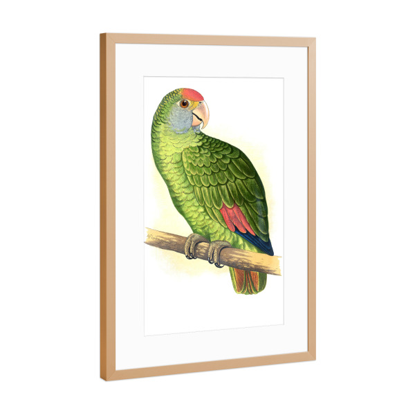 Poster mit Rahmen Kupfer "Dufresnes Amazonas" artboxONE - Natur,Tiere